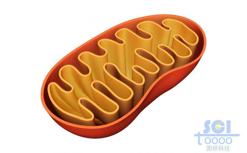 線粒體結(jié)構(gòu)
