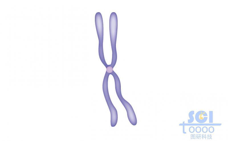 染色體結(jié)構(gòu)