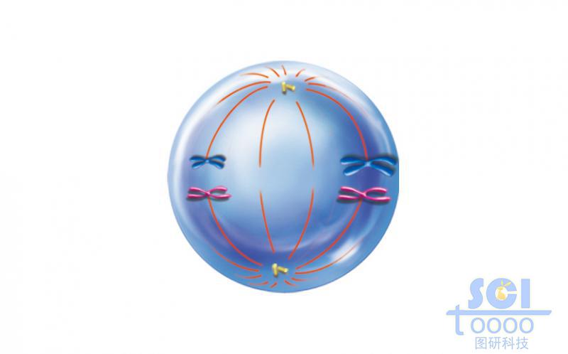 有絲分裂過程中的細(xì)胞