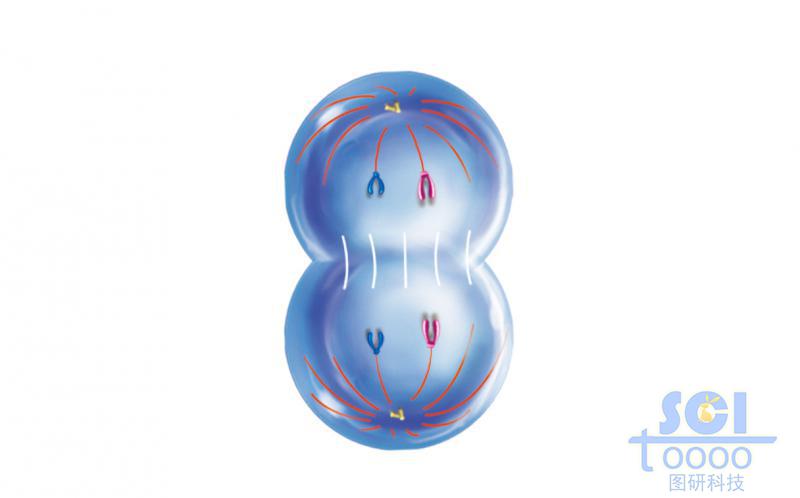 有絲分裂過(guò)程中的細(xì)胞