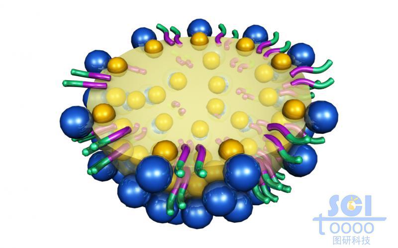 內(nèi)部包裹油滴的半球狀高分子聚合物
