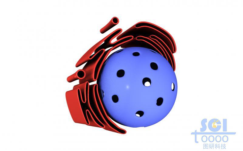 內(nèi)質(zhì)網(wǎng)和細(xì)胞核