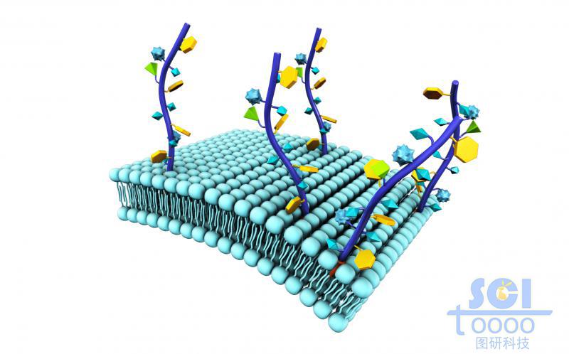 修飾了葡糖氨基聚糖模擬聚合物的細(xì)胞膜