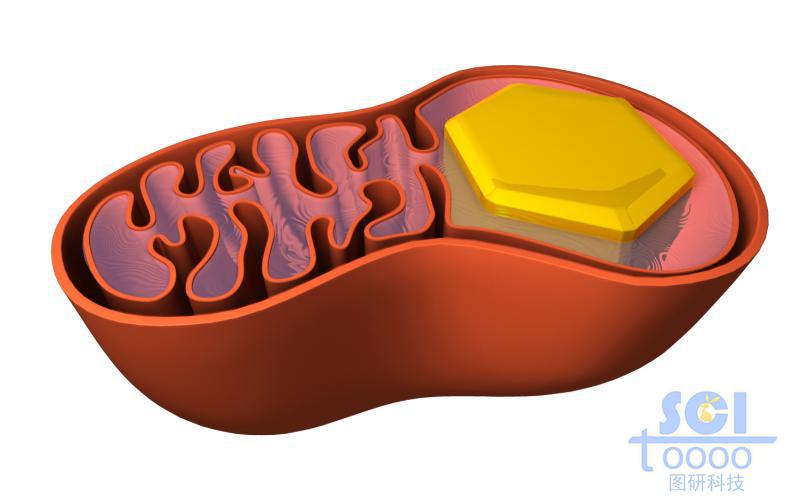 蛙卵母細胞線粒體中的卵黃結晶