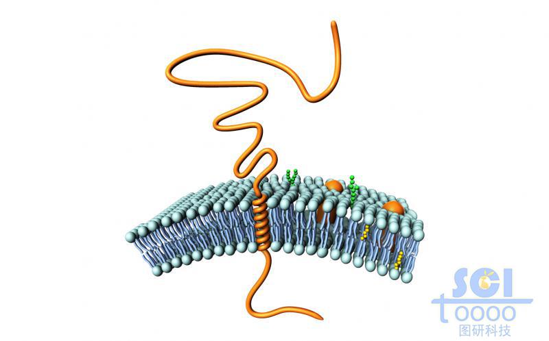 典型的單跨膜糖蛋白示意圖
