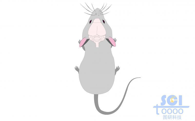 帶大腦剖圖的小灰鼠