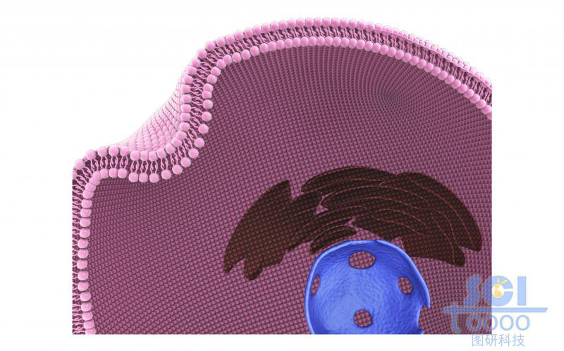 帶內(nèi)吞口的細(xì)胞膜結(jié)構(gòu)