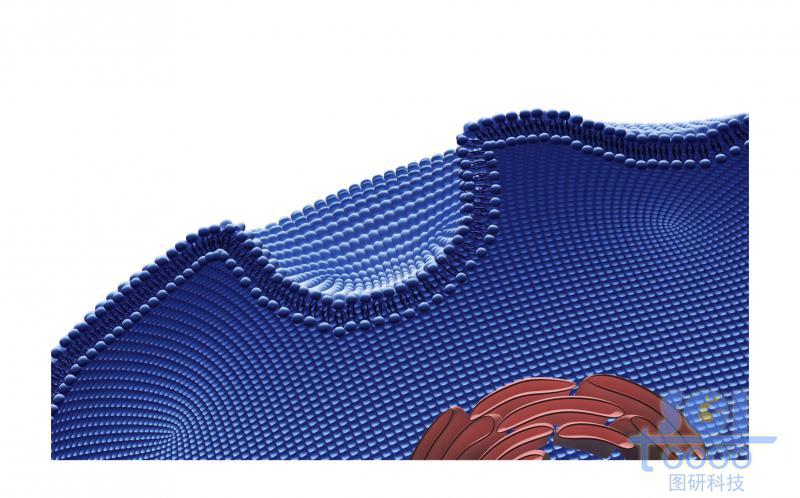 帶內(nèi)吞口的細(xì)胞膜結(jié)構(gòu)