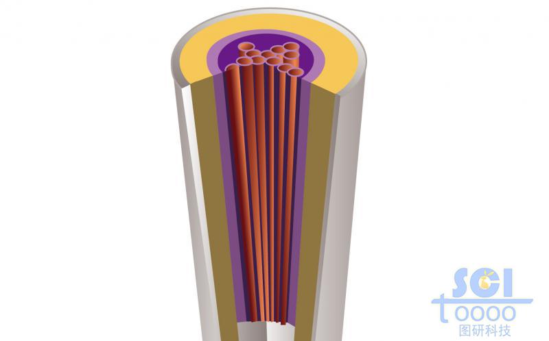 植物根的內(nèi)部結(jié)構(gòu)