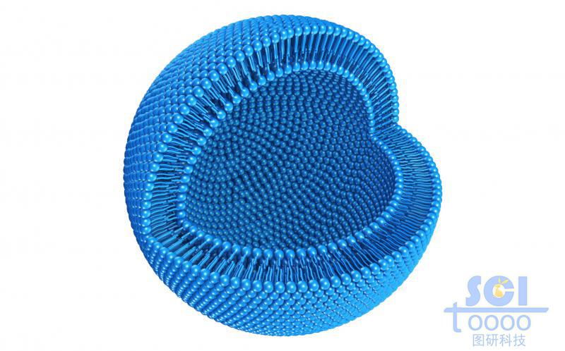 四分之一切口的脂質(zhì)體