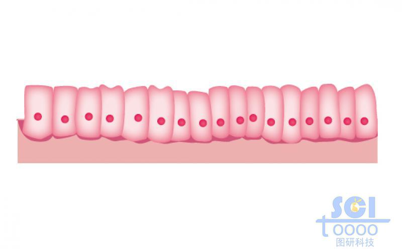 腸上皮細(xì)胞