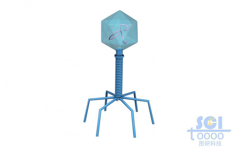 噬菌體結(jié)構(gòu)