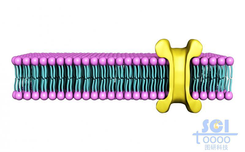 帶離子通道的磷脂雙分子層