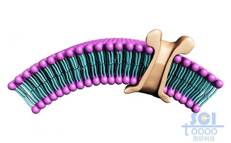 帶離子通道的磷脂雙分子層