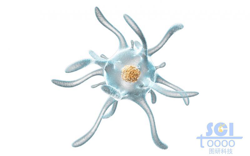 表面帶觸角的細(xì)胞單體/巨噬細(xì)胞