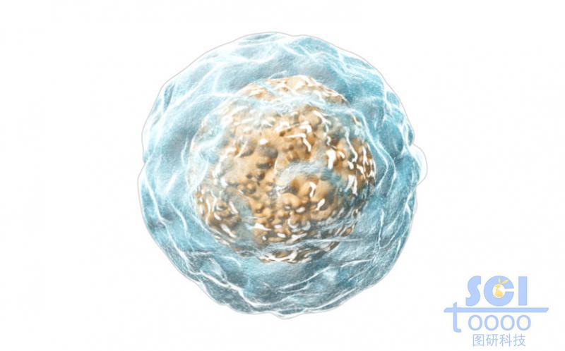 表面粗糙帶細(xì)胞核的細(xì)胞結(jié)構(gòu)單體