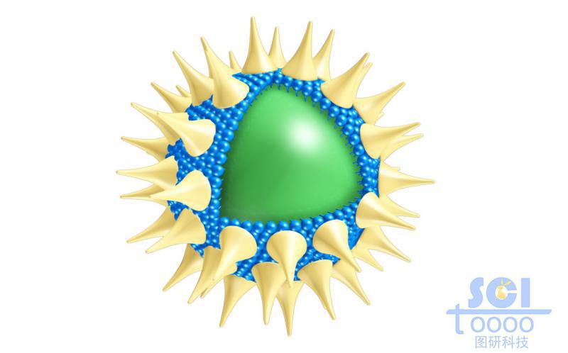 表面有錐形高分子結(jié)構(gòu)粘附的實心球