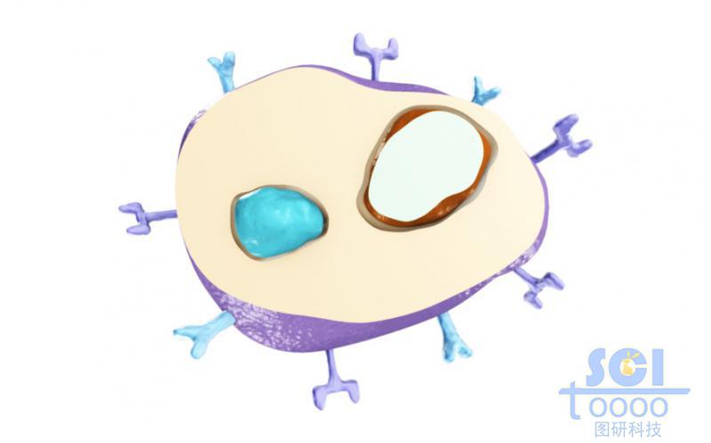 帶受體的半切面的細胞