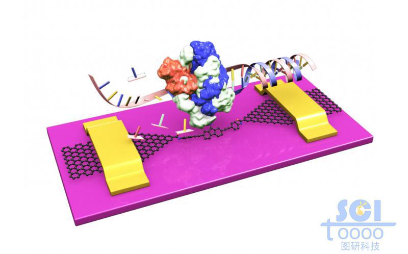 石墨烯基分子器件與合成DNA蛋白