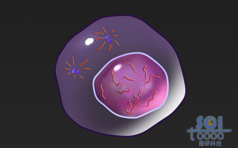 有絲分裂過(guò)程中的細(xì)胞