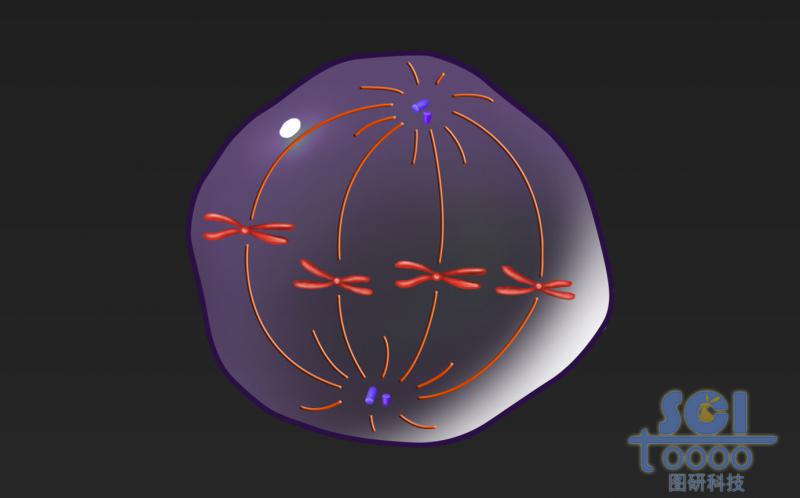 有絲分裂過程中的細胞