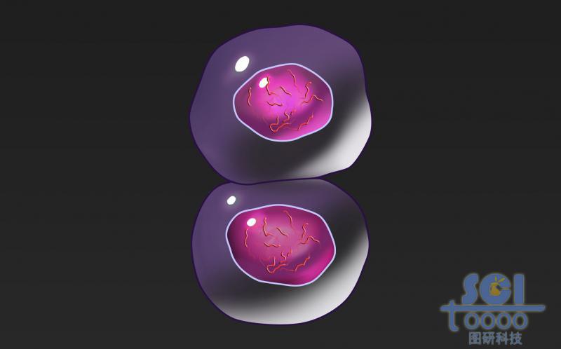 有絲分裂過程中的細胞