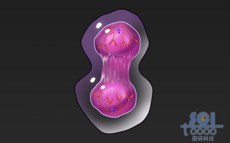 有絲分裂過程中的細胞