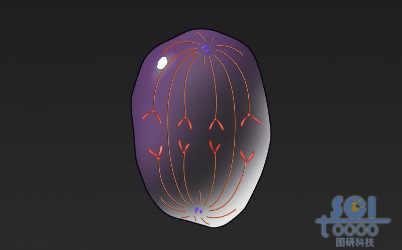 有絲分裂過程中的細胞