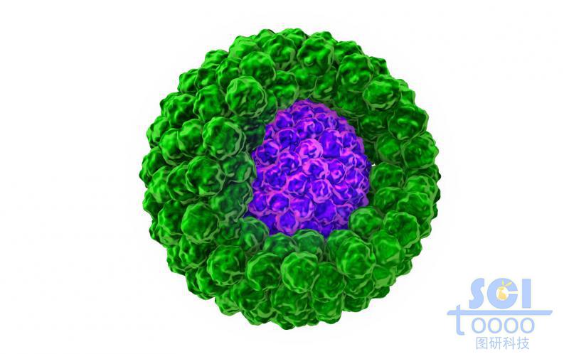 癌細(xì)胞包裹的腫瘤