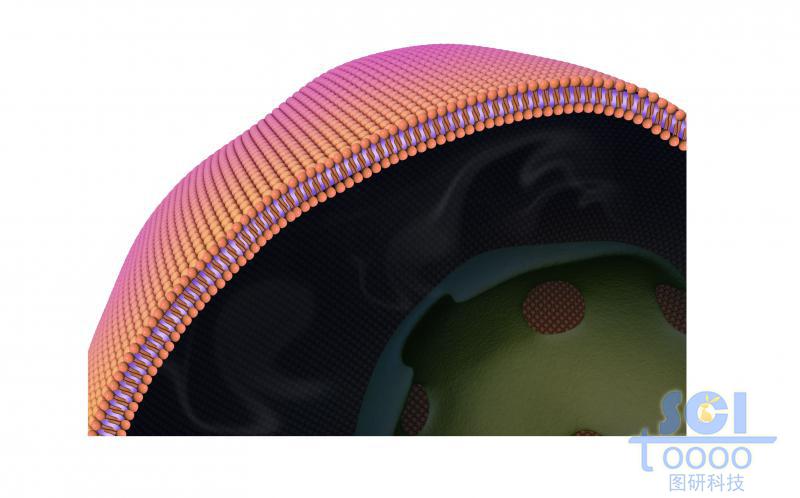 帶磷脂雙分子層的細(xì)胞膜和細(xì)胞核