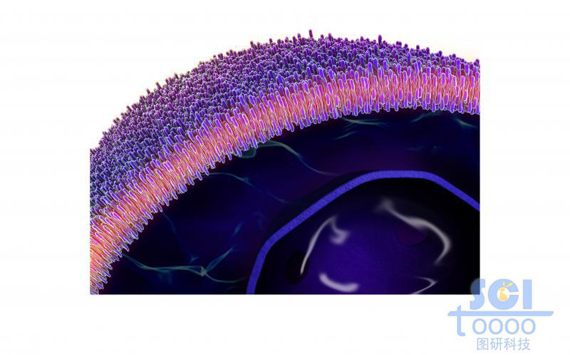 帶磷脂雙分子層的細(xì)胞膜和細(xì)胞核
