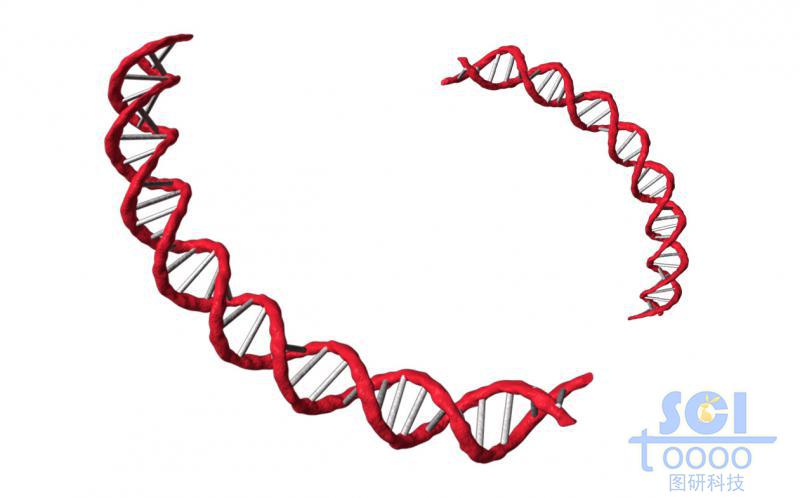 帶堿基對(duì)的DNA雙螺旋鏈