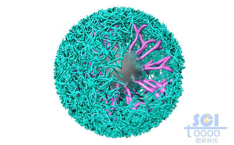 稀土離子銪-螯合劑-抗原（抗體）螯合物