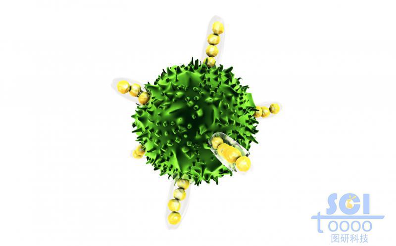 表面自然無規(guī)起伏的單體癌細胞