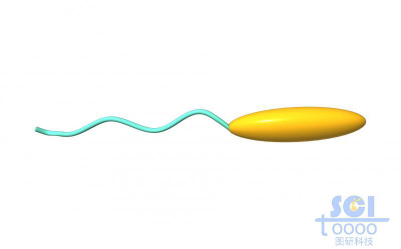 高分子鏈段/靶頭模式圖