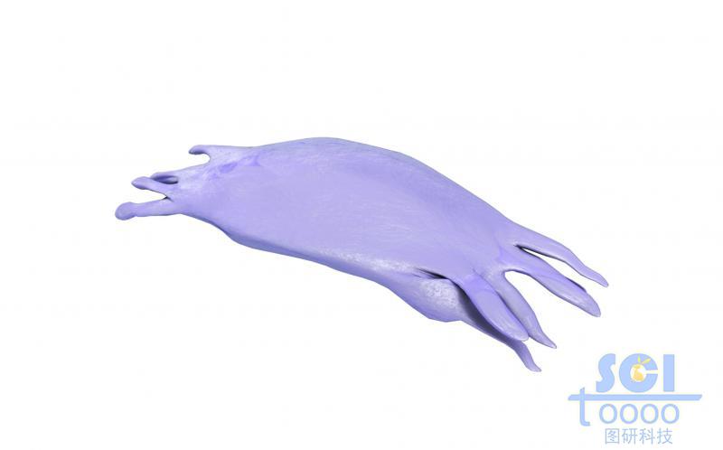 帶觸角的細(xì)胞單體