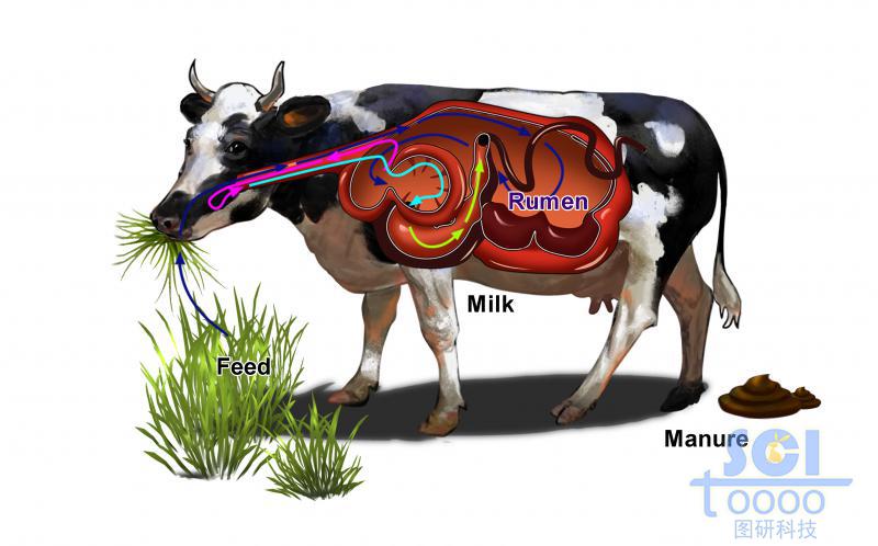 帶腹部結(jié)構(gòu)的吃草的奶牛