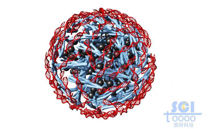 靠高分子團聚力聚合在一起的金屬顆粒表面附著DNA結(jié)構(gòu)