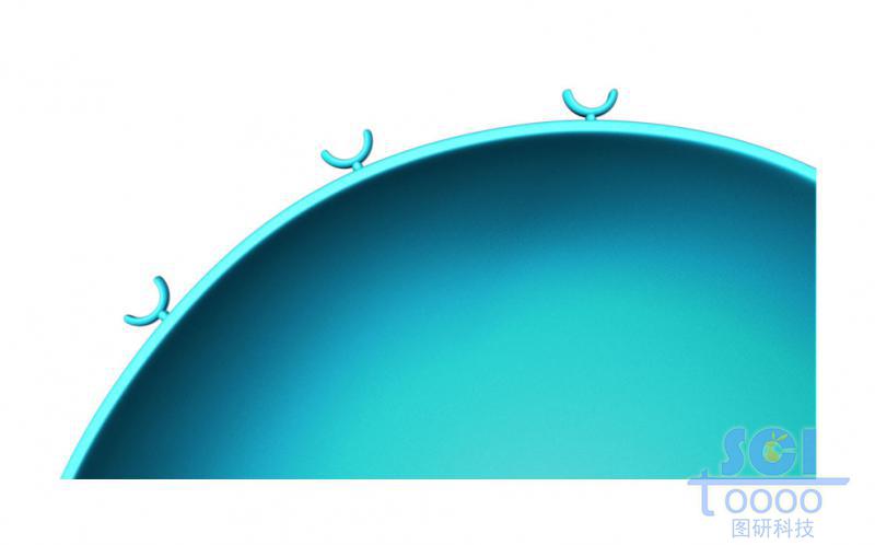 表面帶受體的細(xì)胞膜