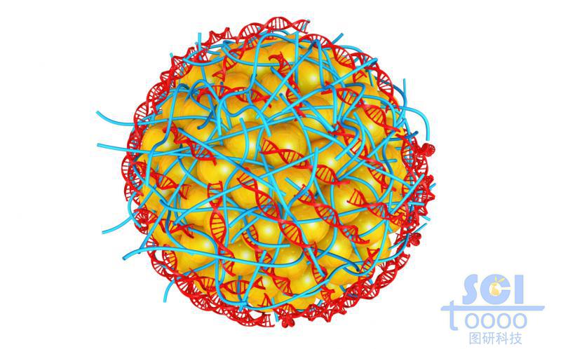 高分子鏈段聚攏纏繞的納米簇表面附著DNA結(jié)構(gòu)