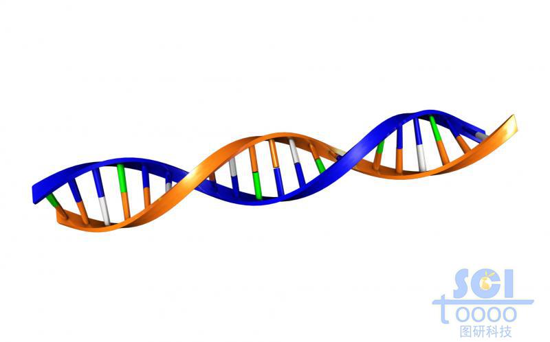 帶堿基對的DNA雙螺旋鏈