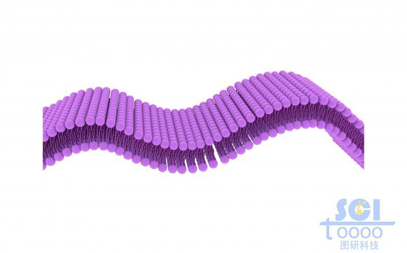 起伏的磷脂雙分子層結(jié)構(gòu)