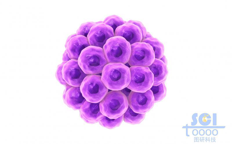 癌細(xì)胞團(tuán)簇