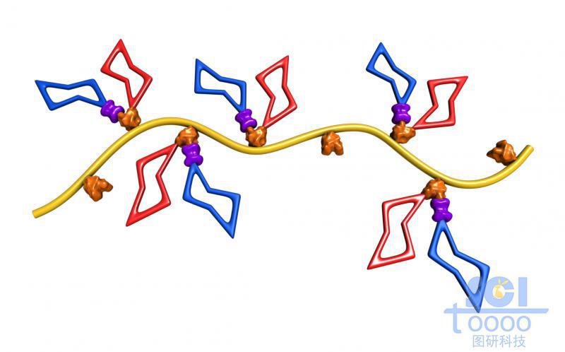 帶多個糖環(huán)結(jié)構(gòu)的高分子鏈段