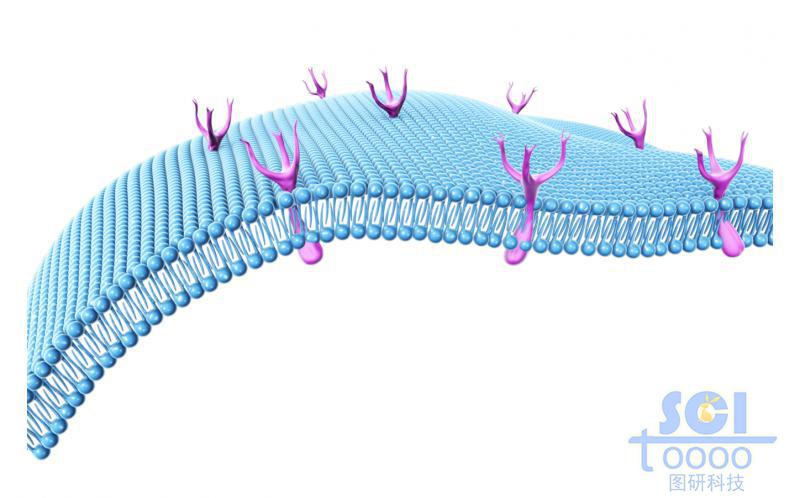 帶樹枝型受體的磷脂雙分子層細(xì)胞膜