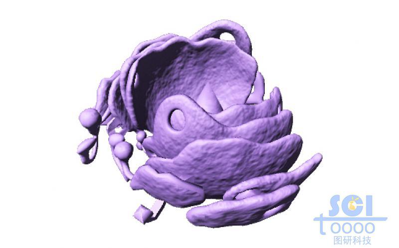 內(nèi)質(zhì)網(wǎng)結(jié)構(gòu)