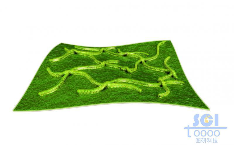 柔性石墨烯表面附著彎曲的碳納米管之后整體包裹化合物層