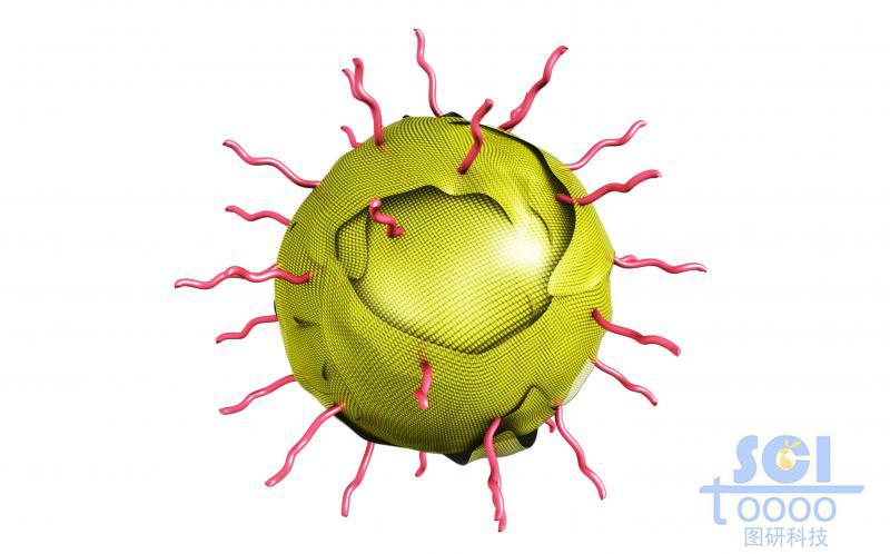 外層修飾高分子鏈段，硫化鉬/金屬化合物膜包裹的，孔道內(nèi)帶藥物結(jié)構(gòu)的放射狀介孔球