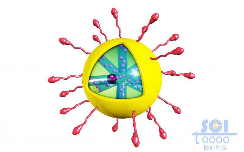 外層修飾高分子鏈段/靶頭，硫化鉬/金屬化合物膜包裹的內(nèi)帶藥物結(jié)構(gòu)的放射狀介孔球/納米藥物