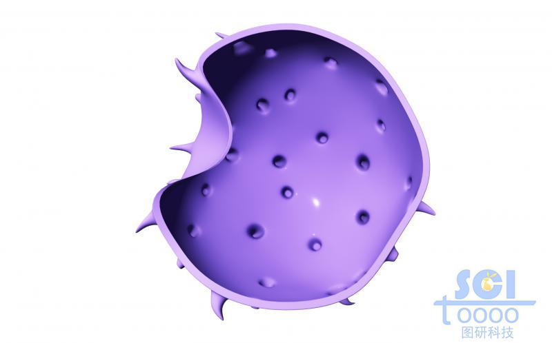 帶觸角帶胞吞口的細(xì)胞膜